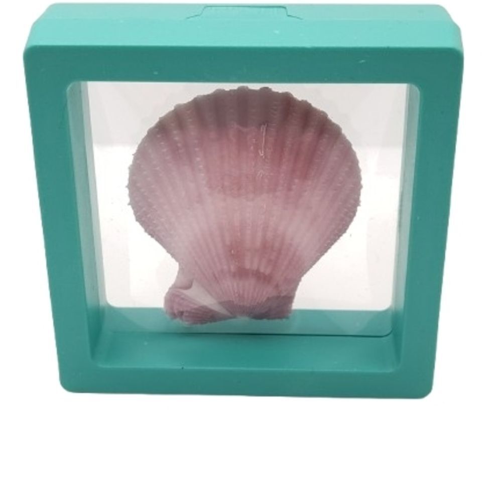Pink Seashell Display in Teal Frame 2.75x2.75